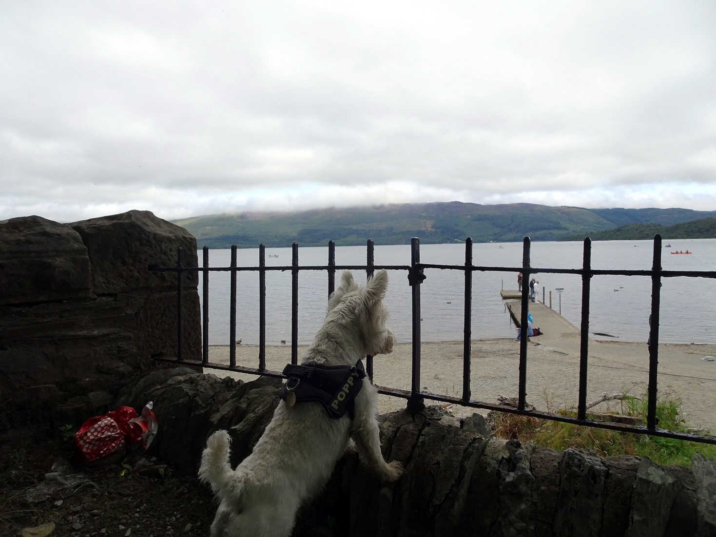 Poppysock decides the jetty is next Luss