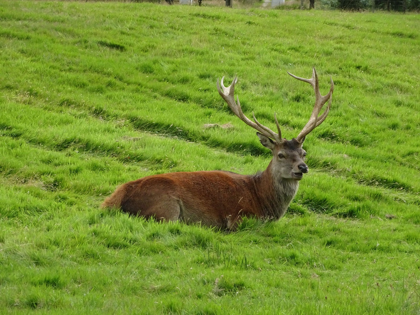 Red Deer at Lochranza campsite