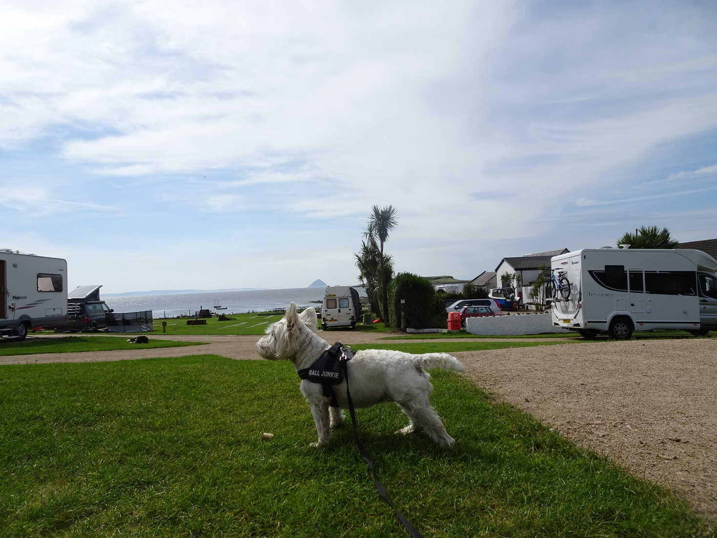 poppy the westie and empty seal shore camp site