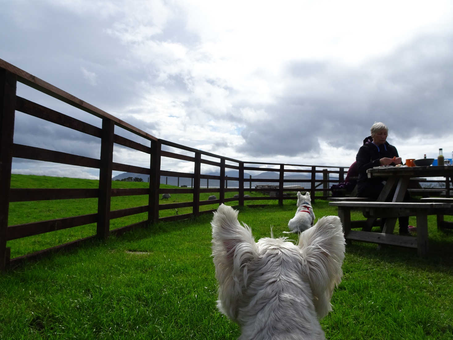 poppy the westie and hector at the seafood shack skipness