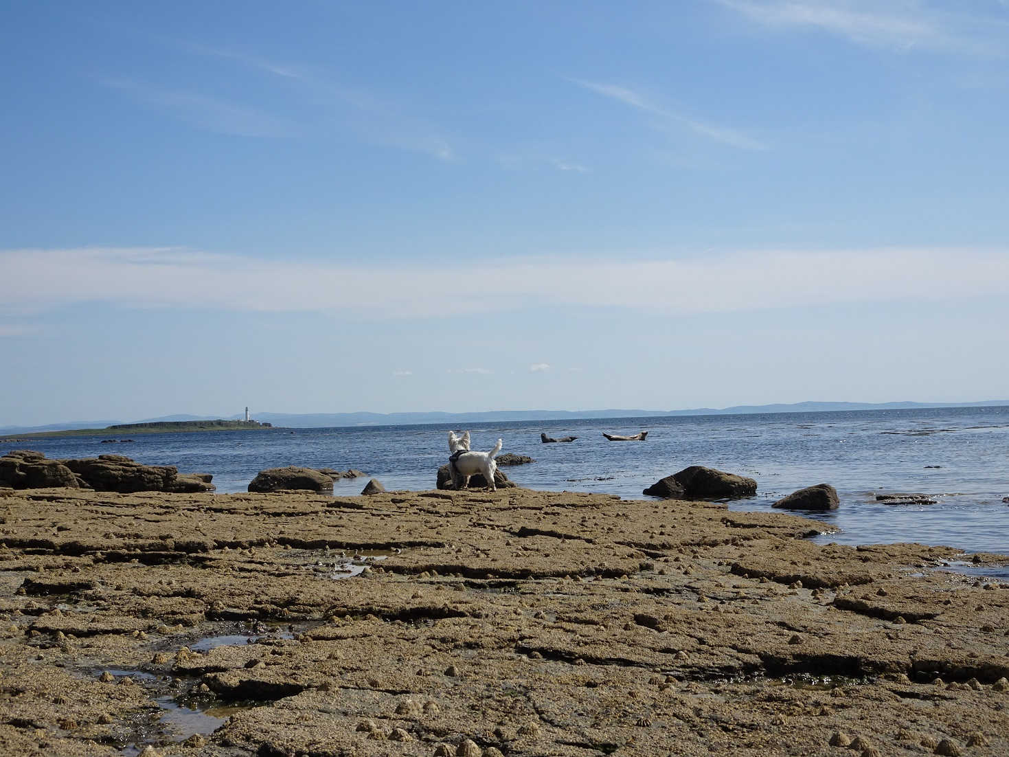 poppy the westie and seals in Kildonan