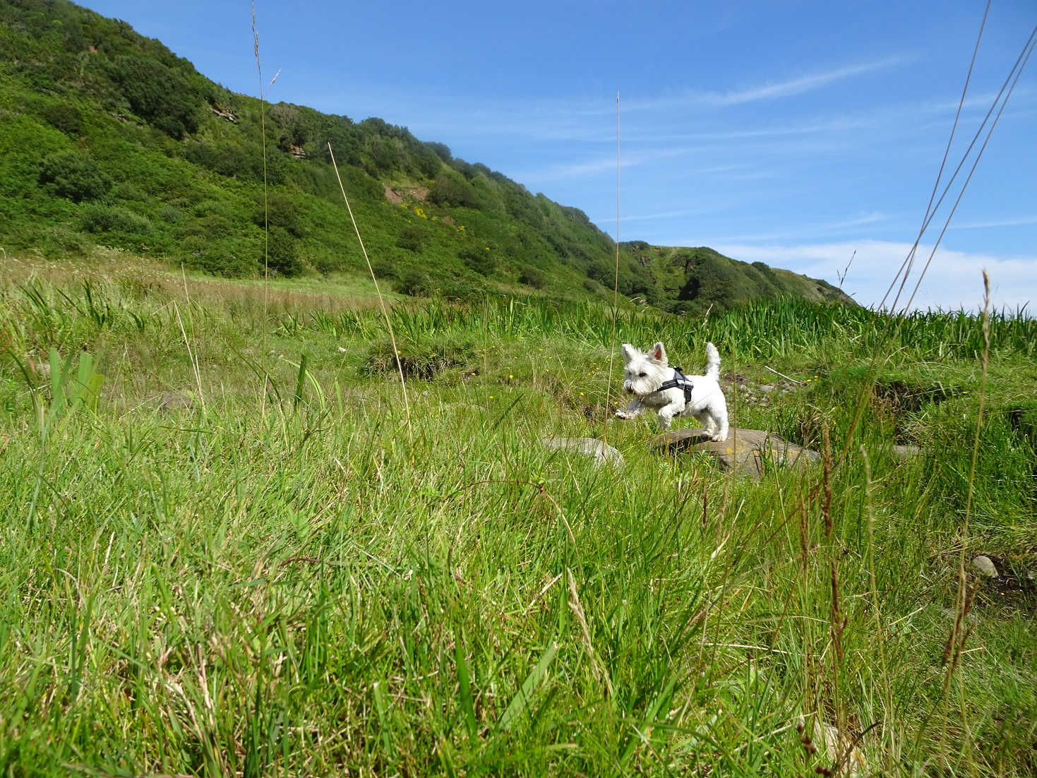 poppy the westie and stepping stones arran