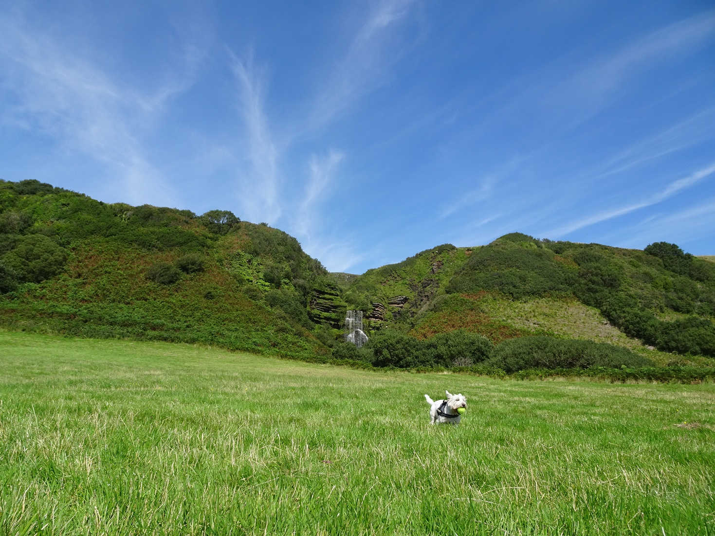 poppy the westie and the levencorroch waterfall