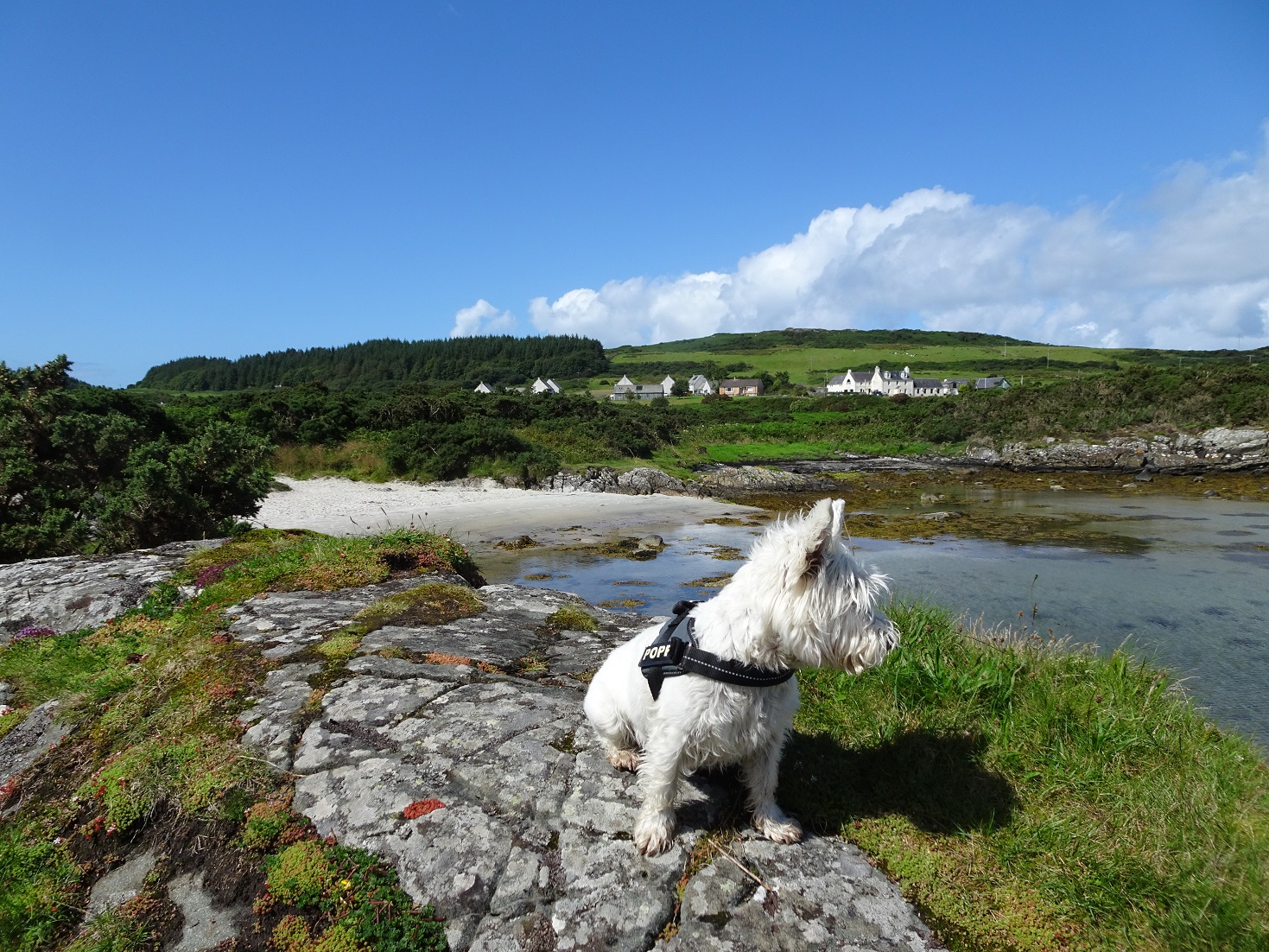 poppy the westie at Ardminish Bay Gigha