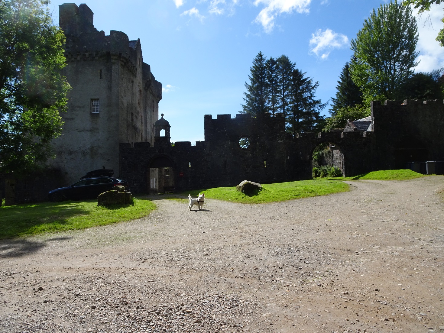 poppy the westie at Saddell Castle