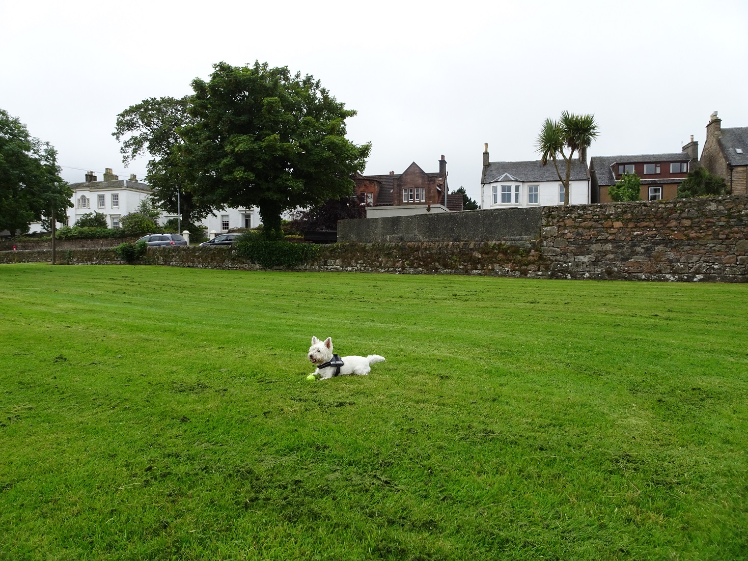 poppy the westie at the front in campbelltown