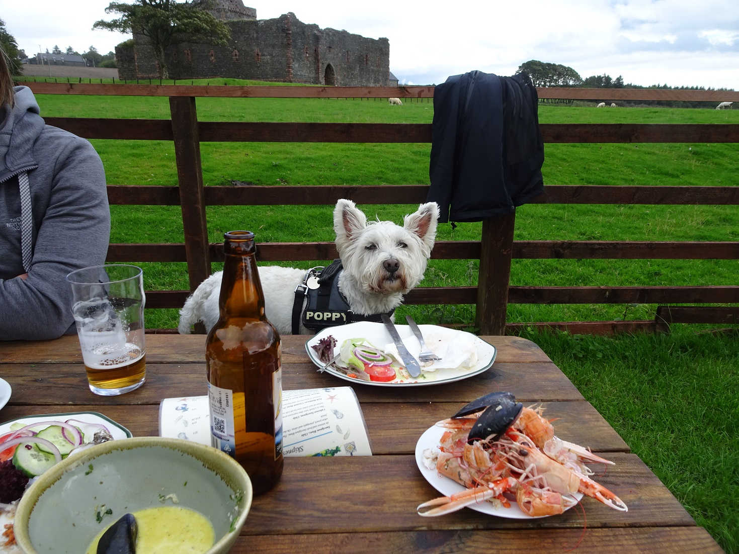 poppy the westie at the seafood shack skipness