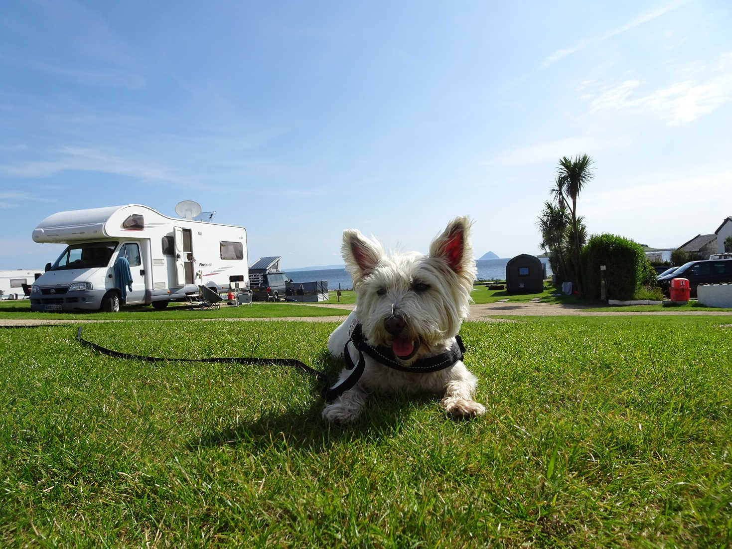 poppy the westie back in camp in time for football