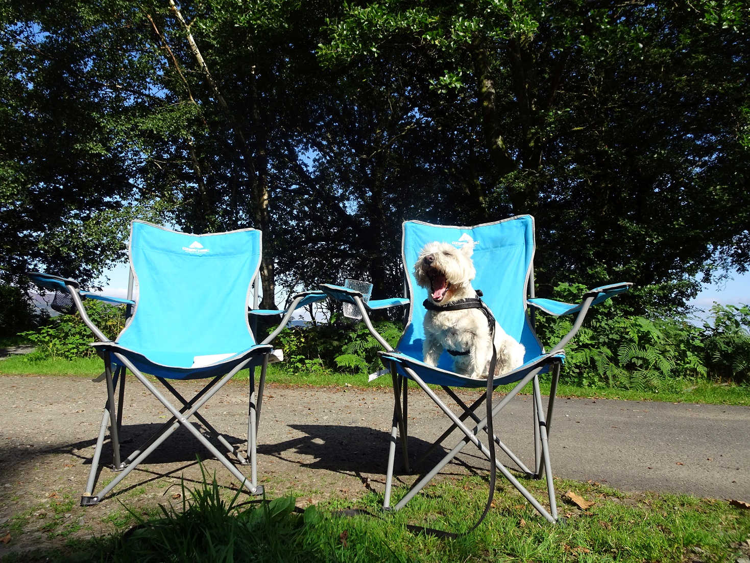 poppy the westie chilling out at Luss Campsite