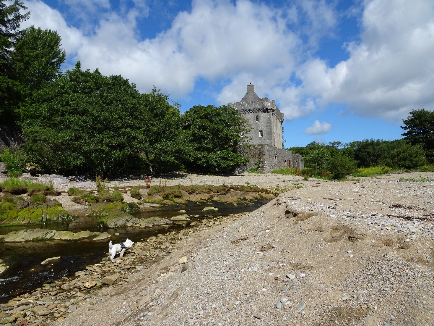 poppy the westie daving a drink from Loch Gilp