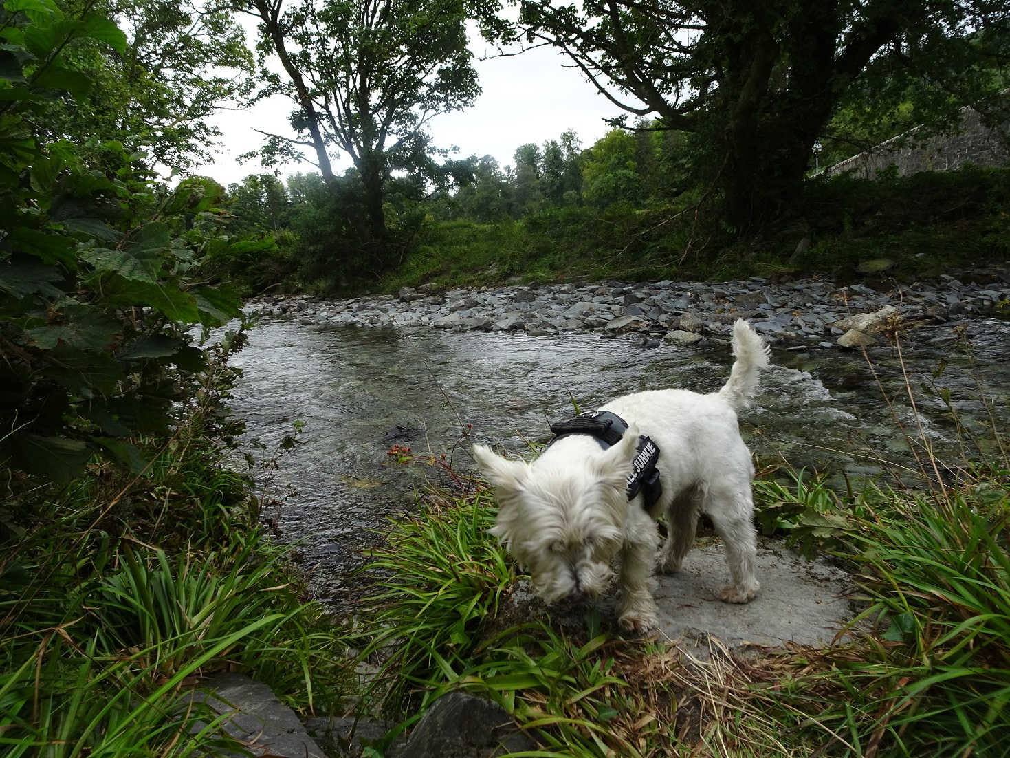 poppy the westie drinking from the Mollochan Burn Luss