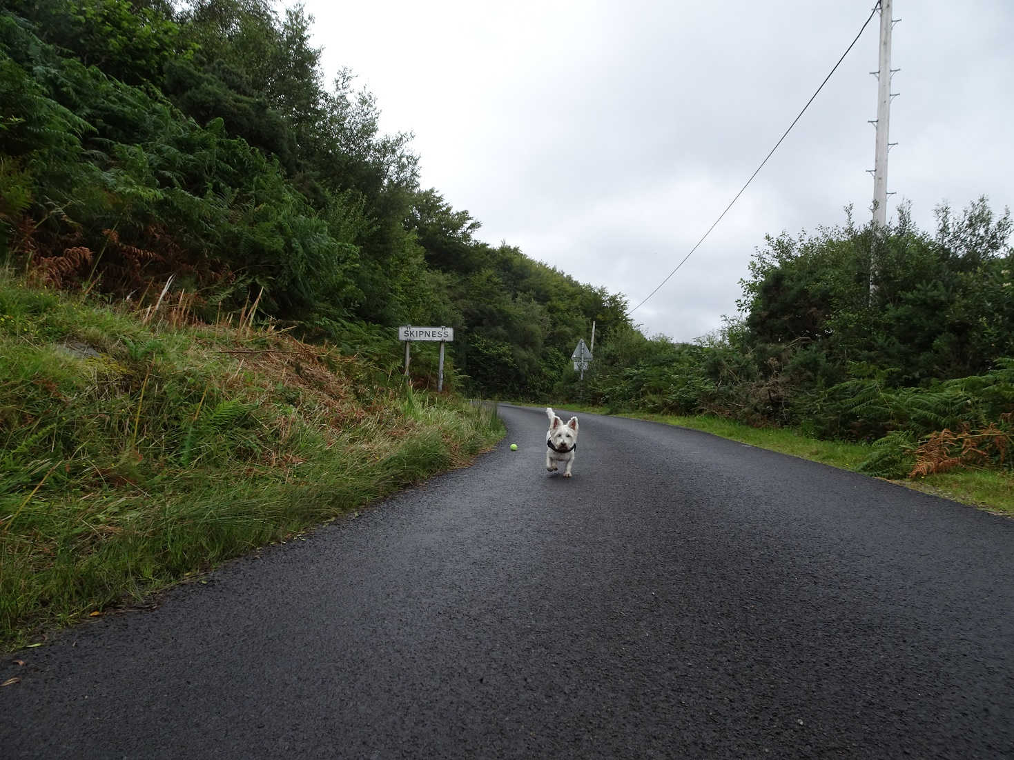 poppy the westie enters skipness