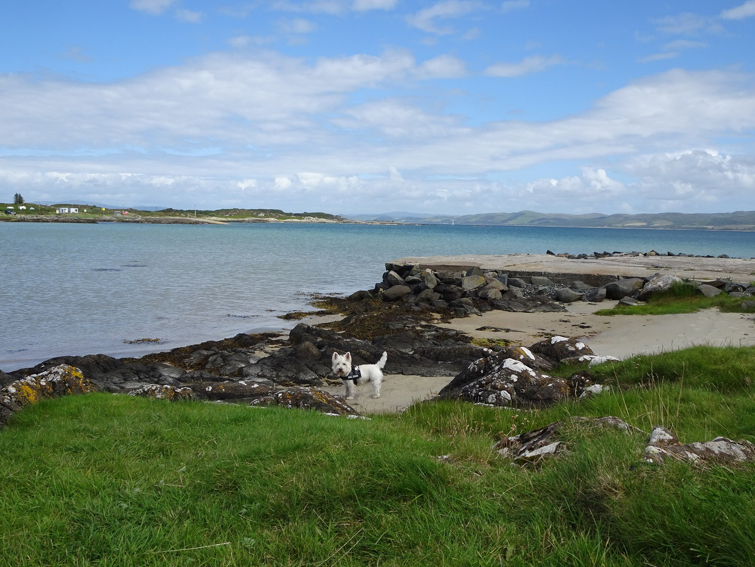 poppy the westie exploring the boathouse Gigha