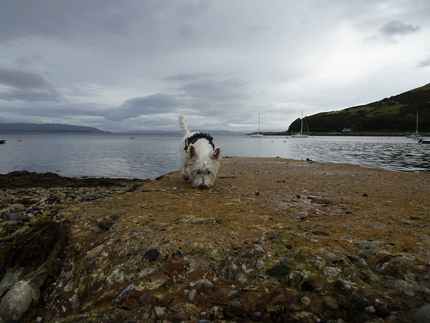 poppy the westie exploring the small jetty at lochranza