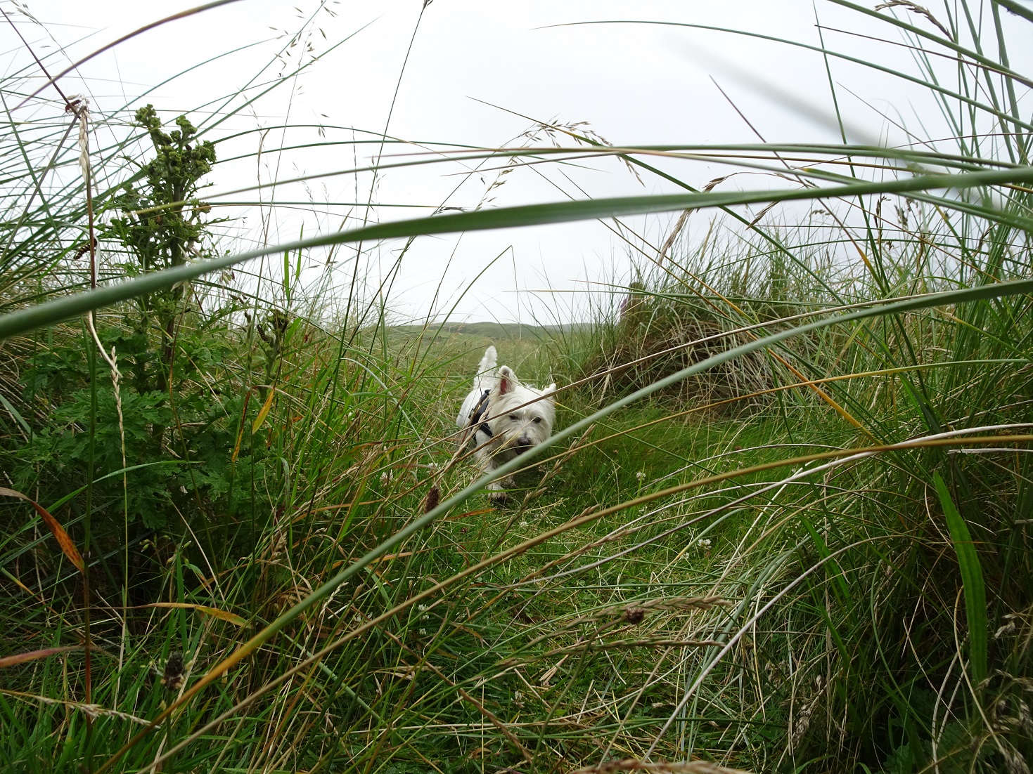 poppy the westie fighting through the dunes at Machrihanish