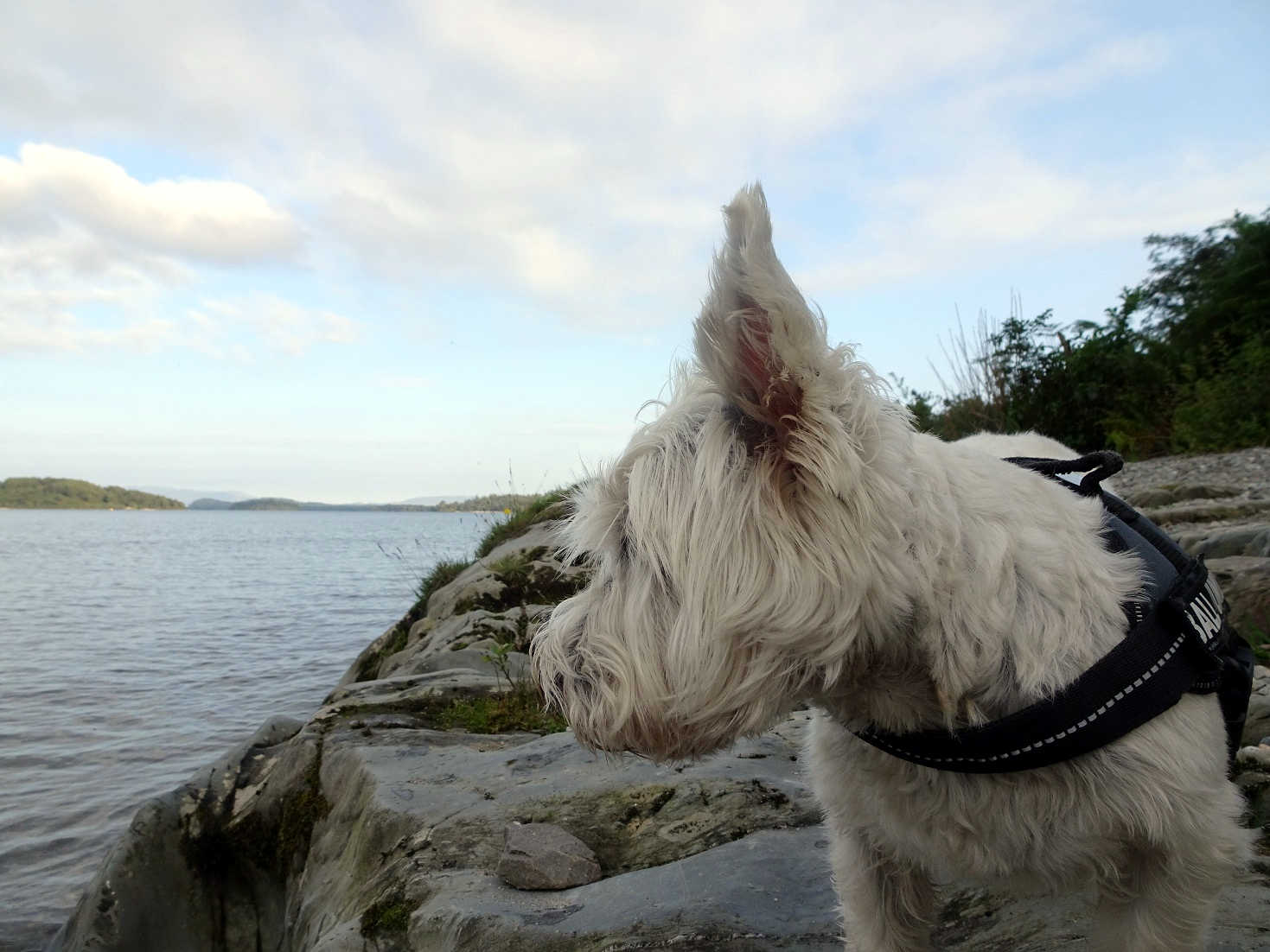 poppy the westie gazes out over Loch Lomond