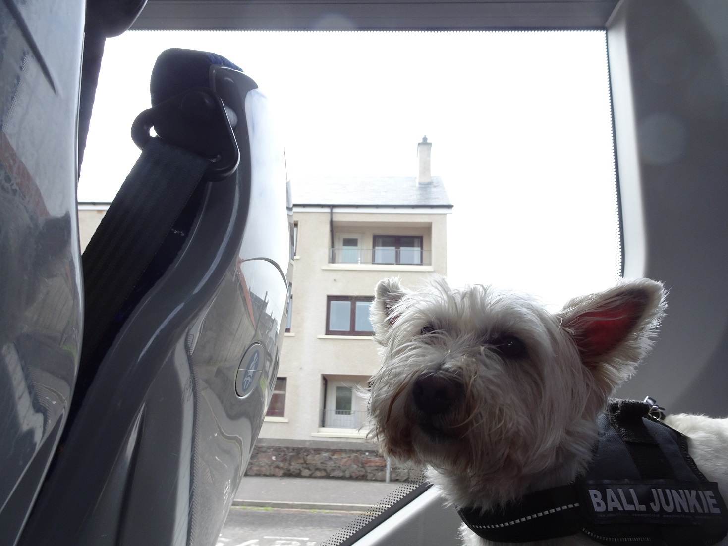 poppy the westie going back to Machrihanish