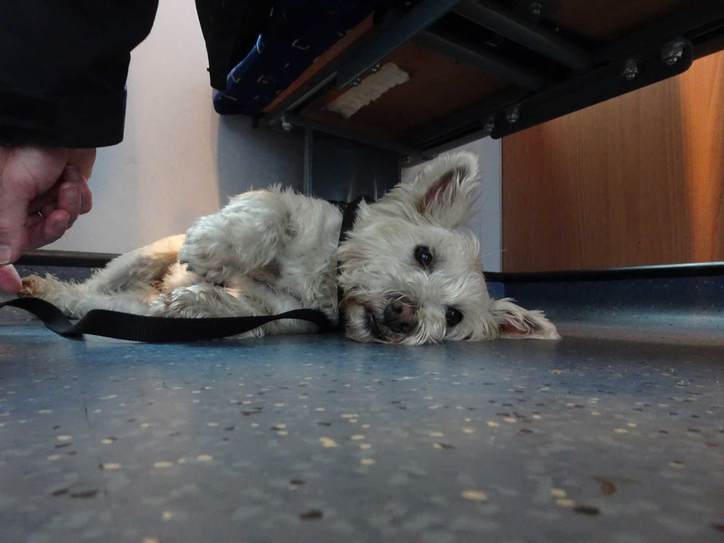 poppy the westie having a snooze on the lochranza ferry