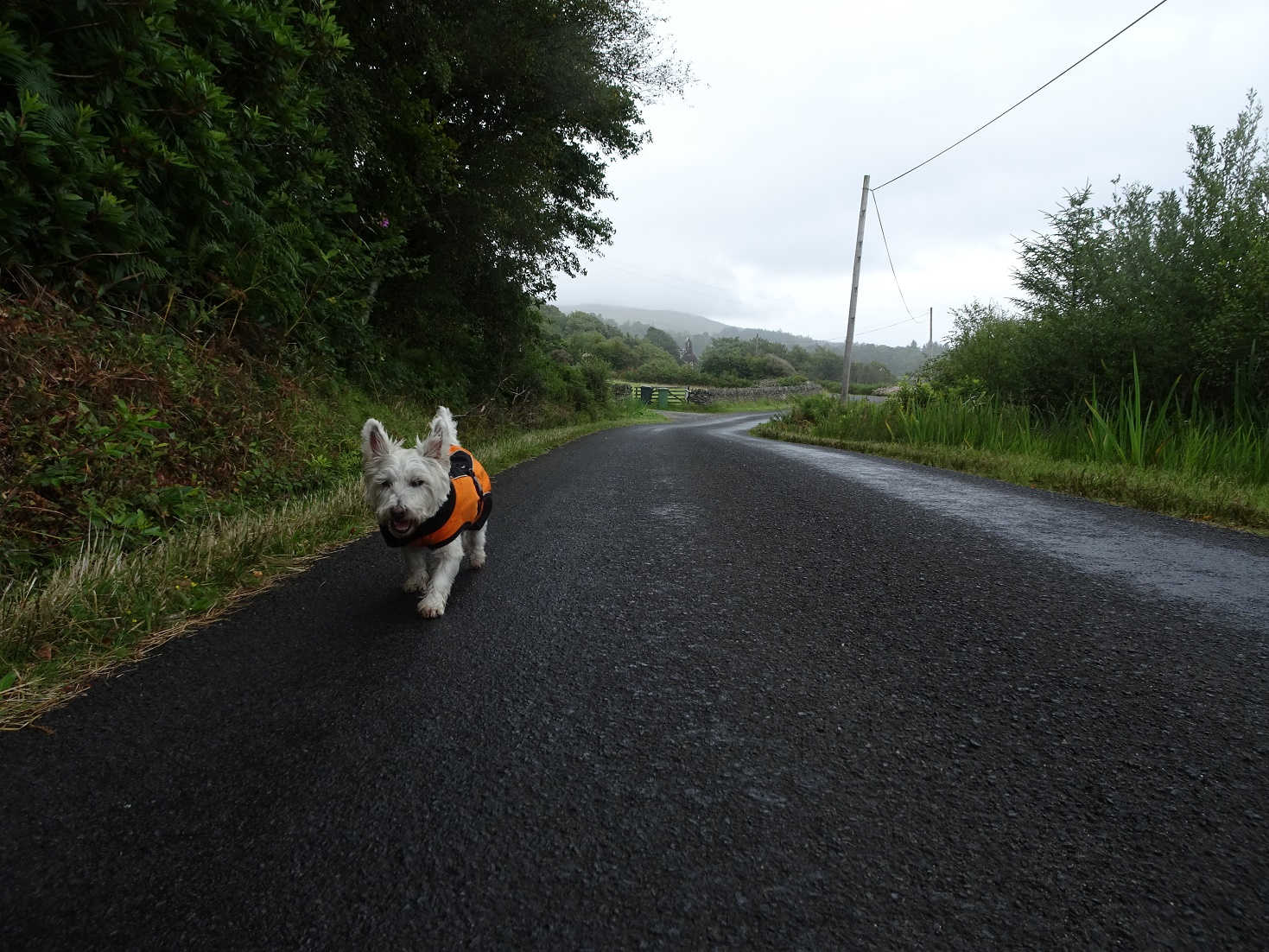 poppy the westie heading back from skipness