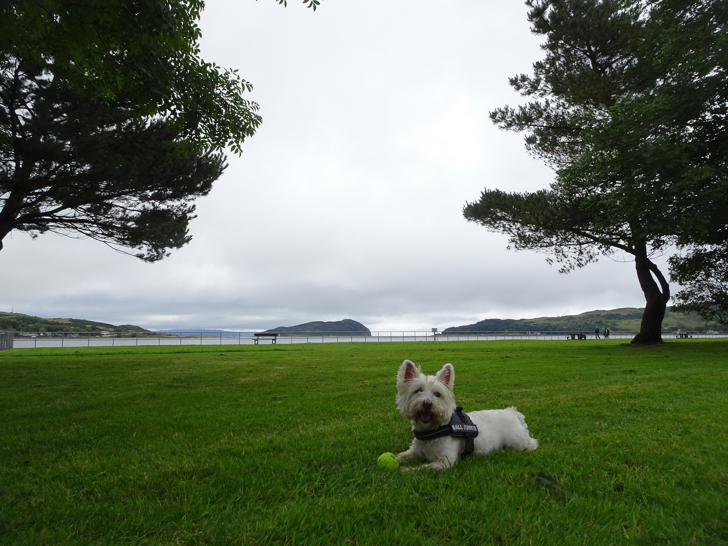 poppy the westie in campbelltown with Daavar Island