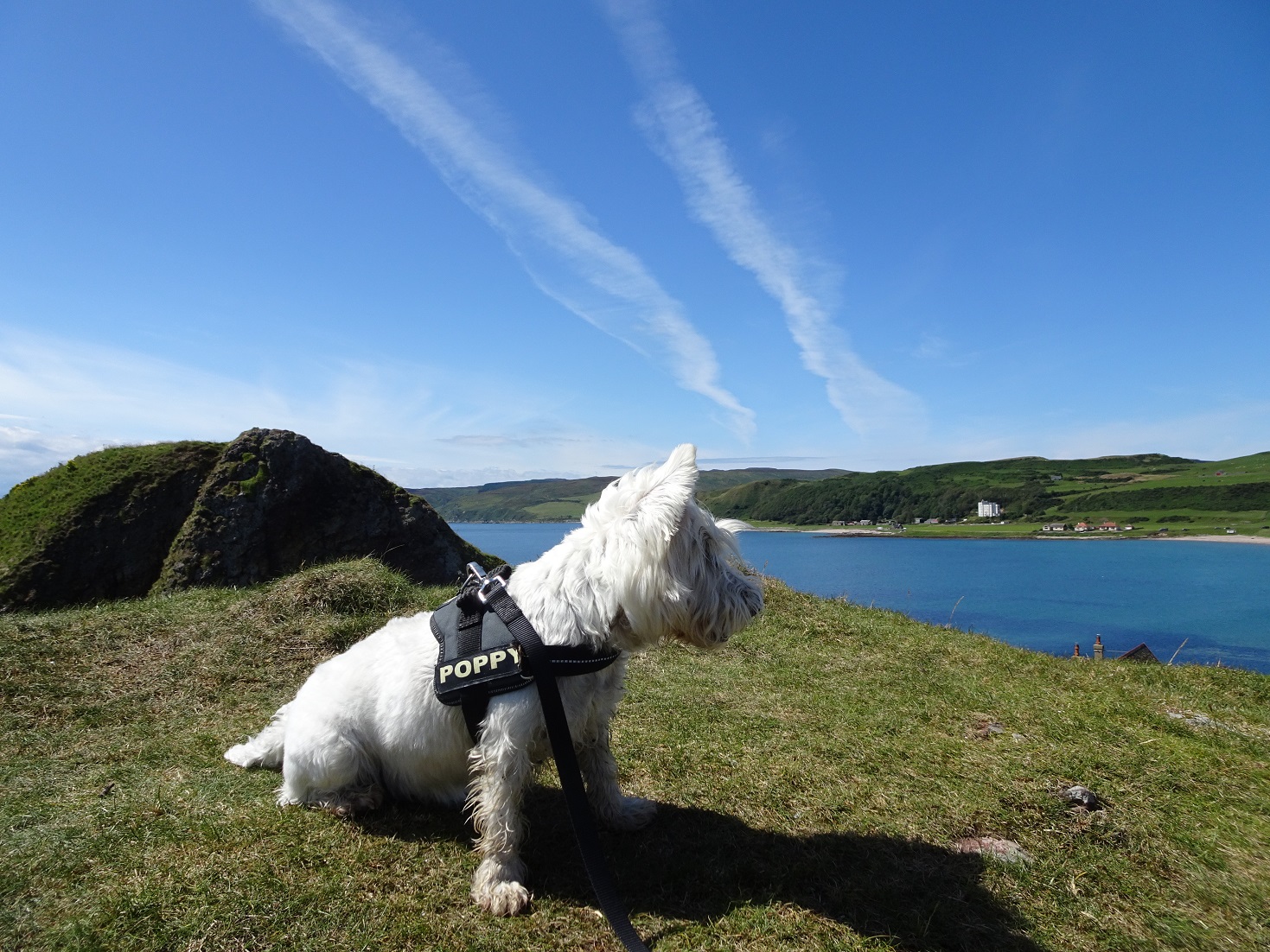 poppy the westie looking to Southend from Dunaverty Castle