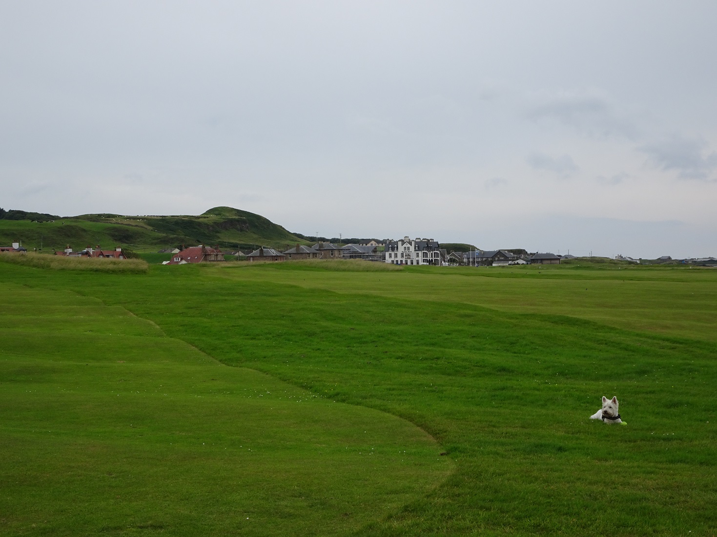 poppy the westie makes it back to Machrihanish