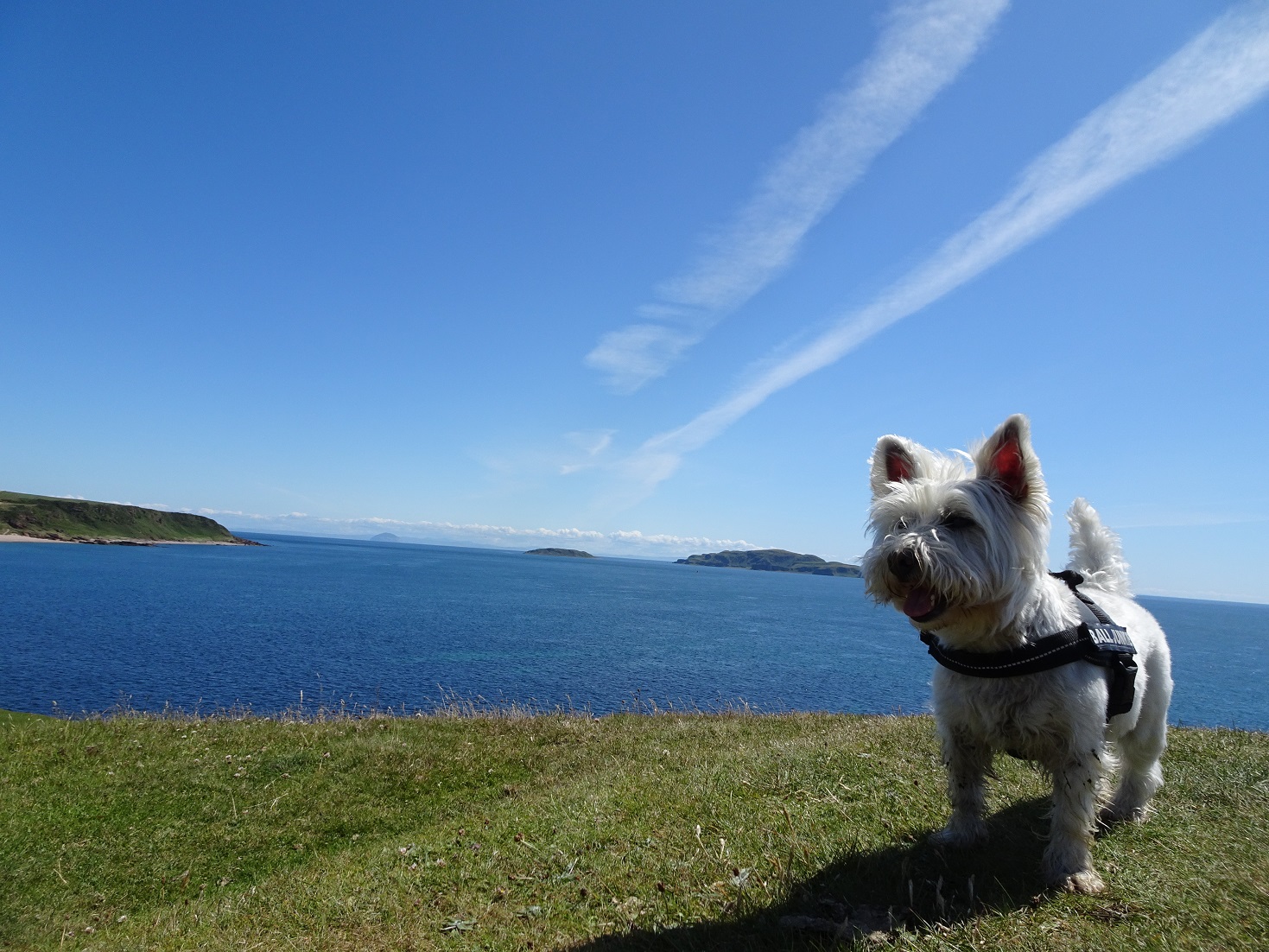 poppy the westie on Dunaverty Castle