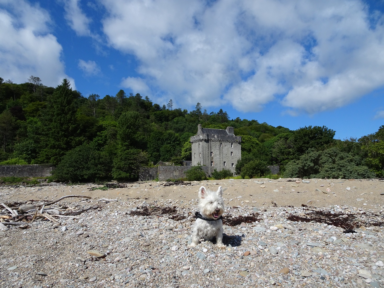 poppy the westie on Saddell beach