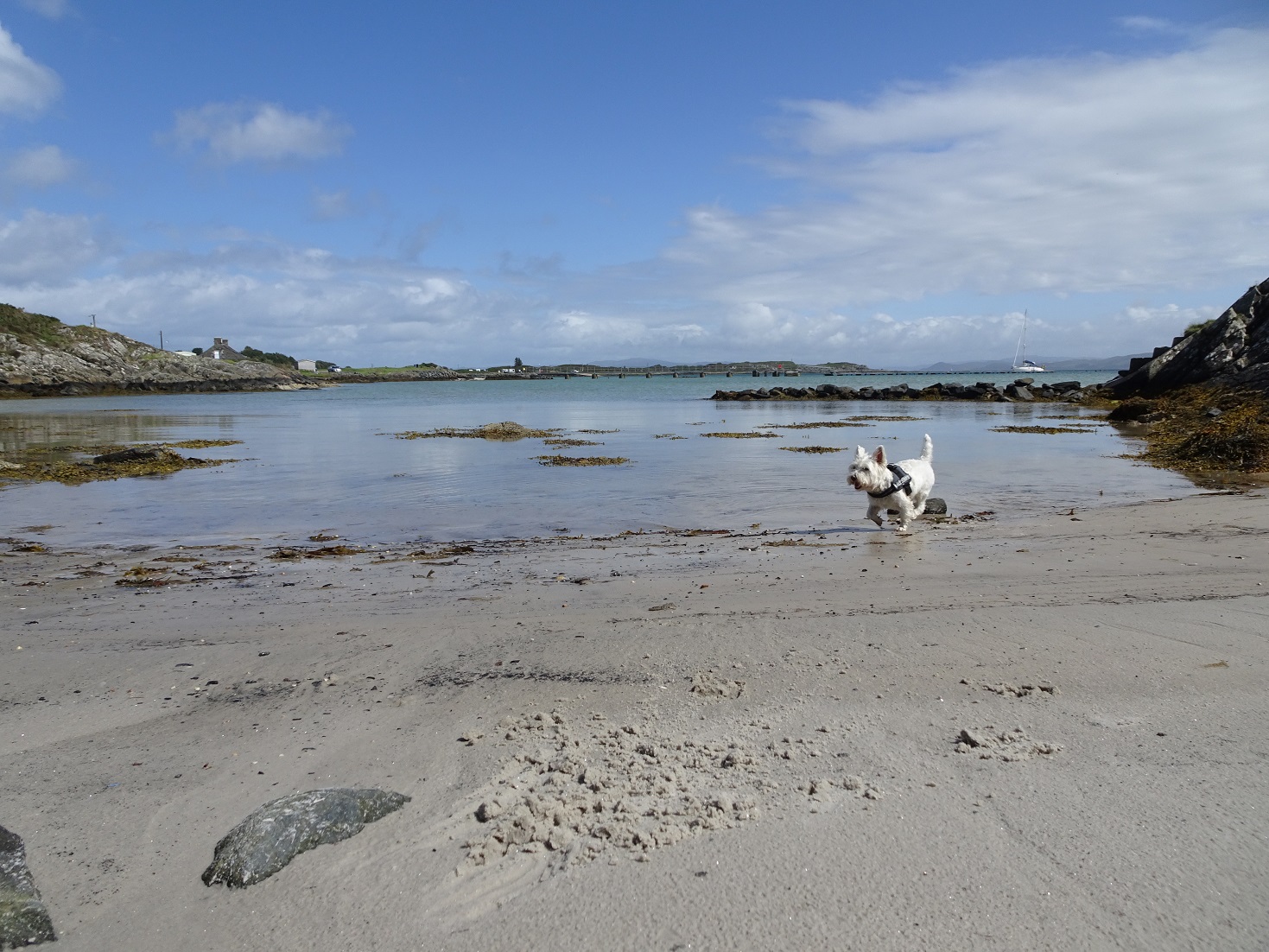 poppy the westie on beach at Ardminish Gigha