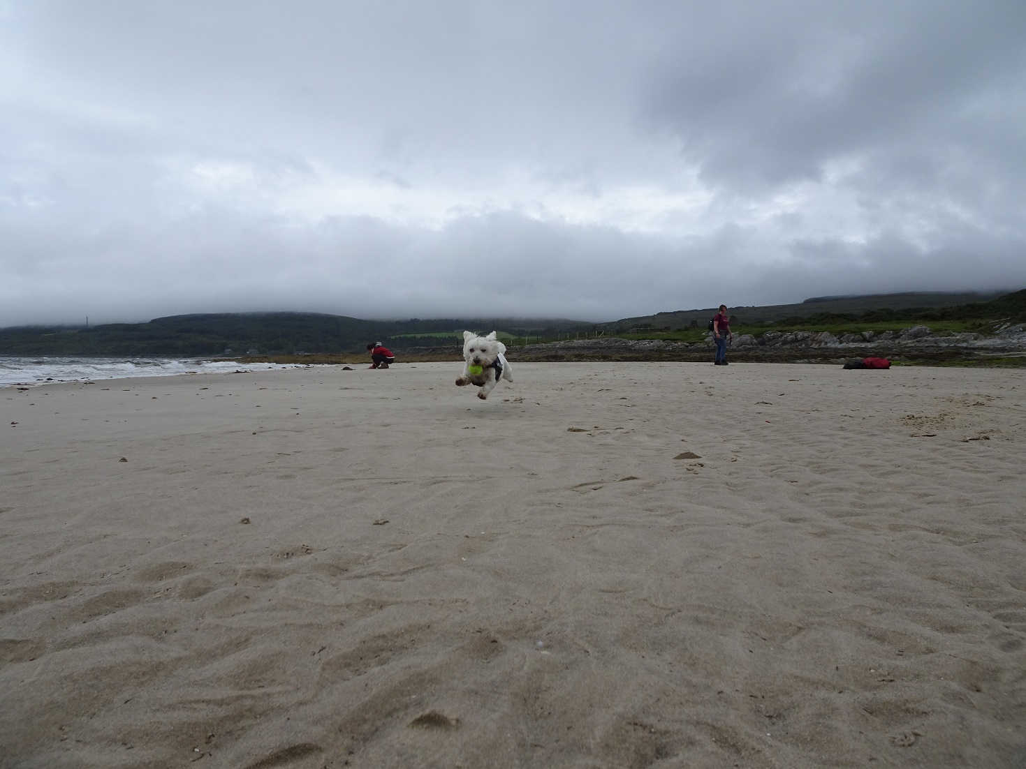 poppy the westie on beach at skipness