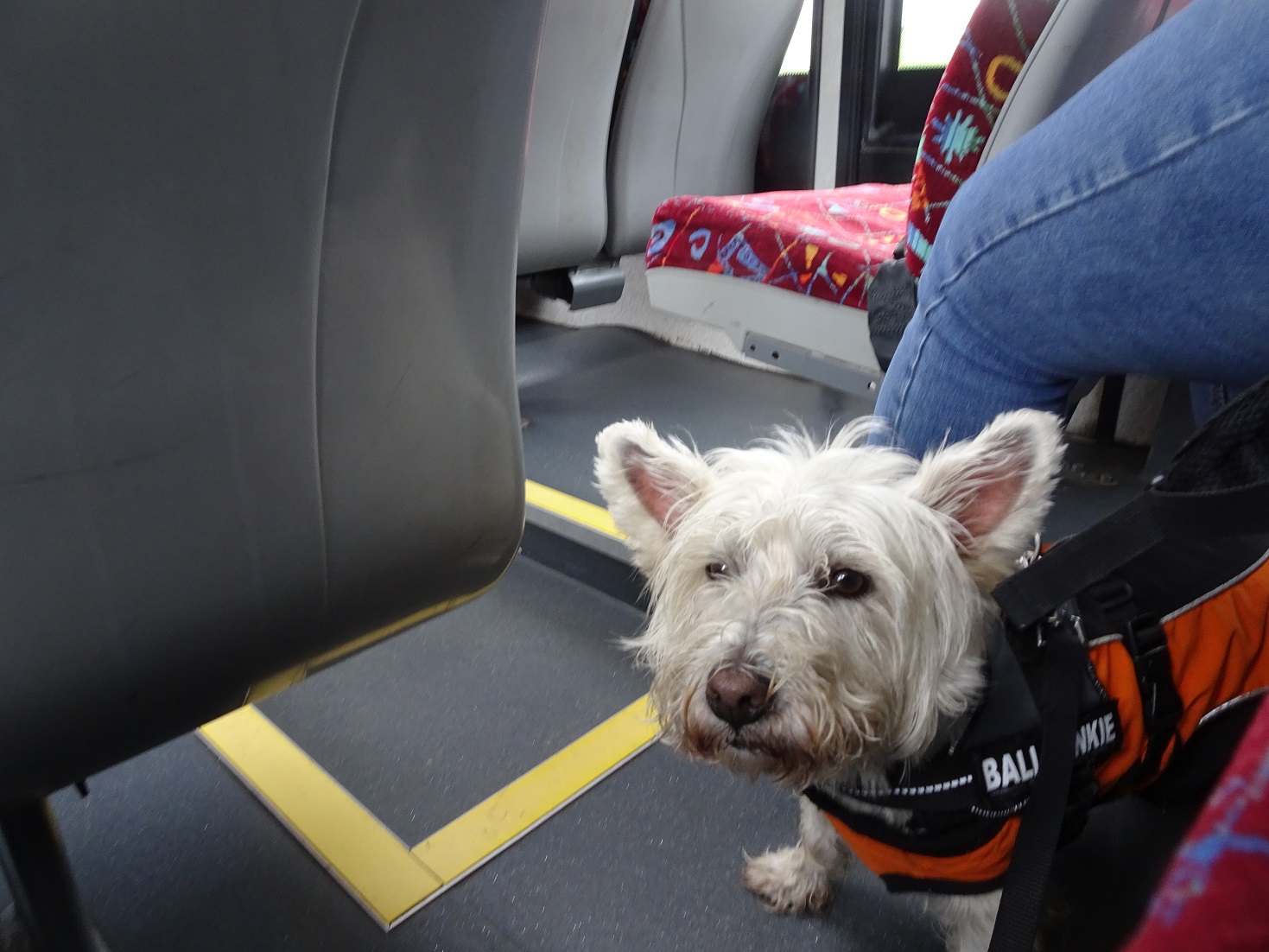 poppy the westie on bus to campbelltown