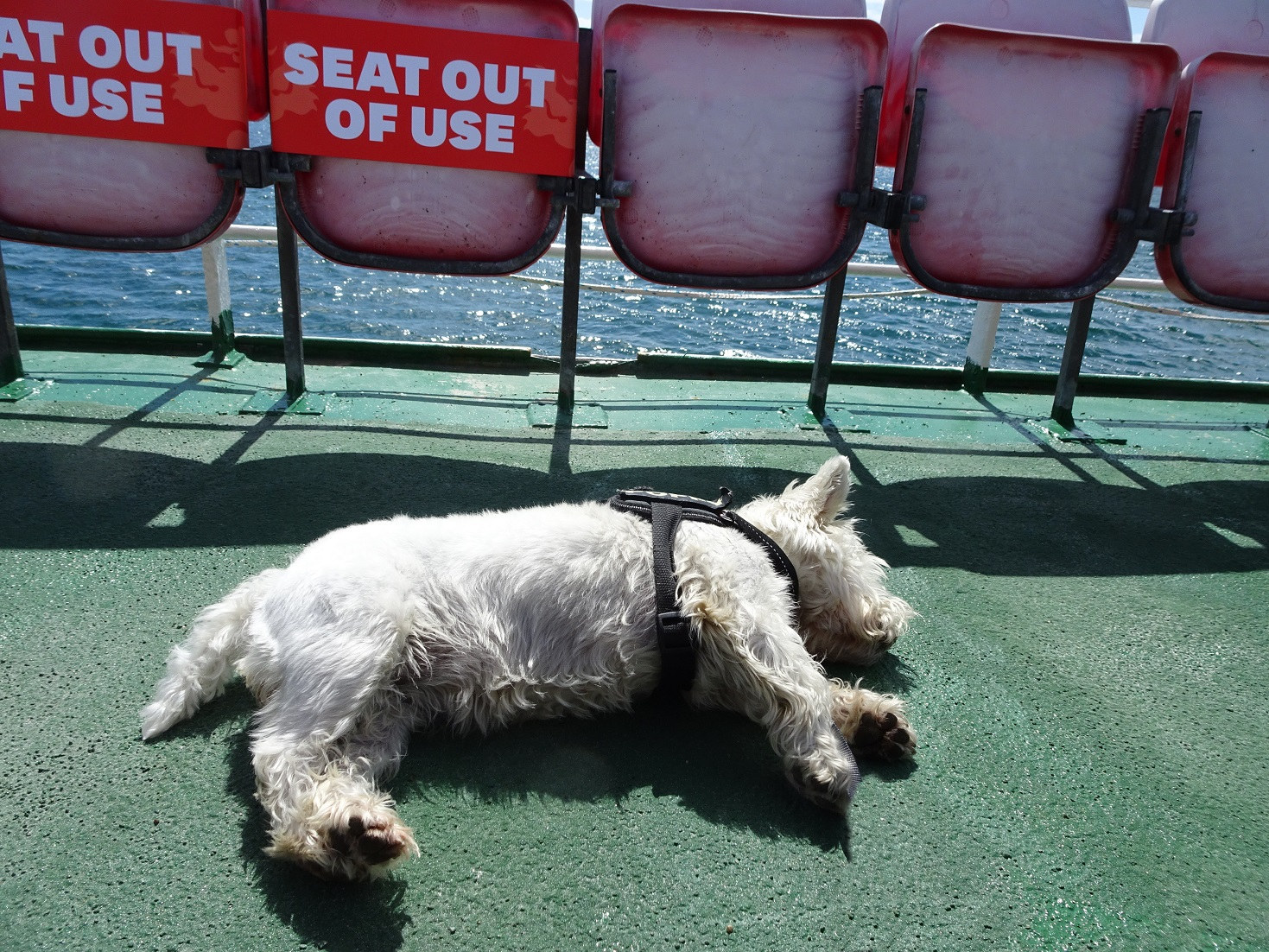 poppy the westie on ferry fron Gigha too much