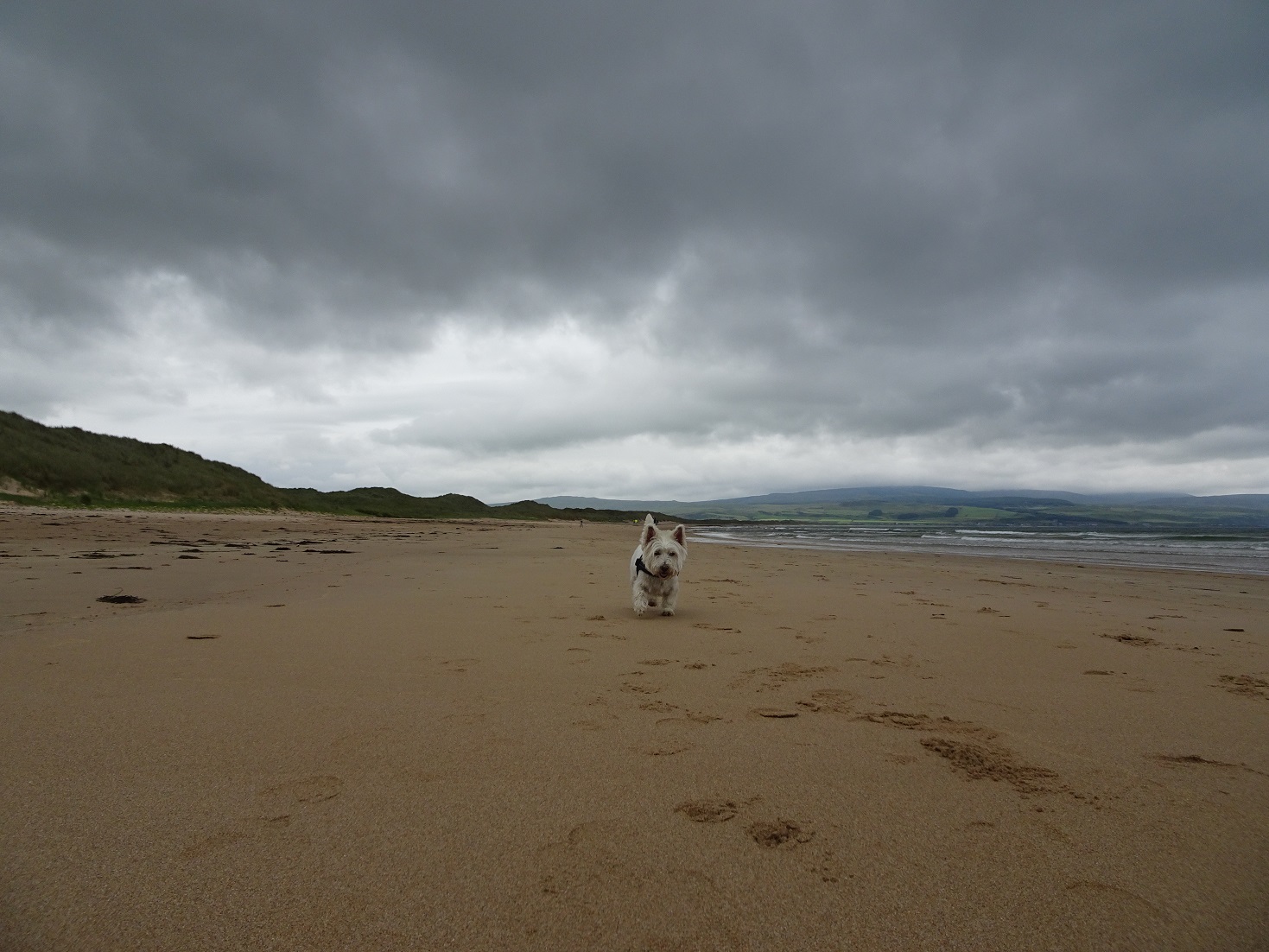 poppy the westie on march to westport