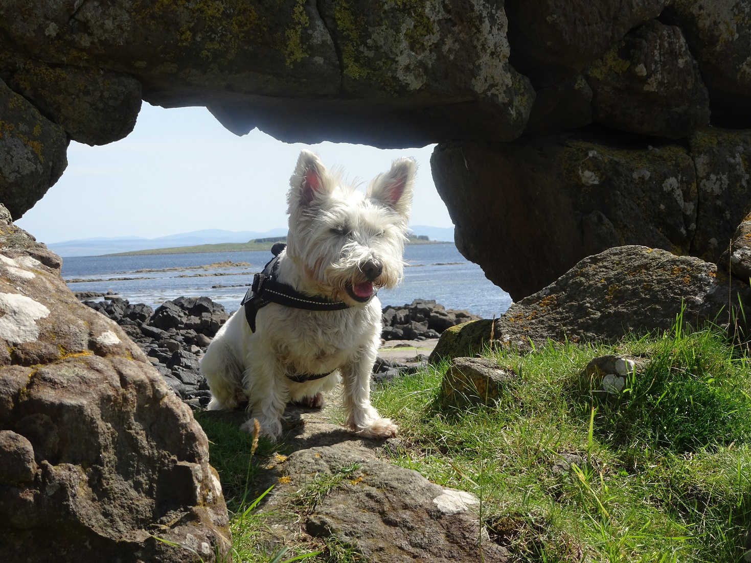 poppy the westie on pickture rock arran