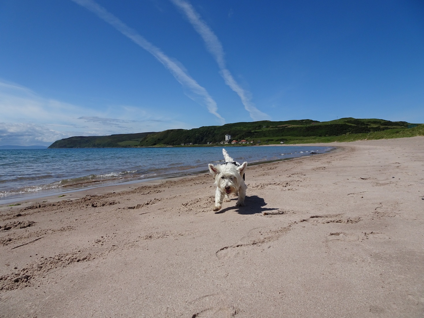 poppy the westie on southend beach heading south