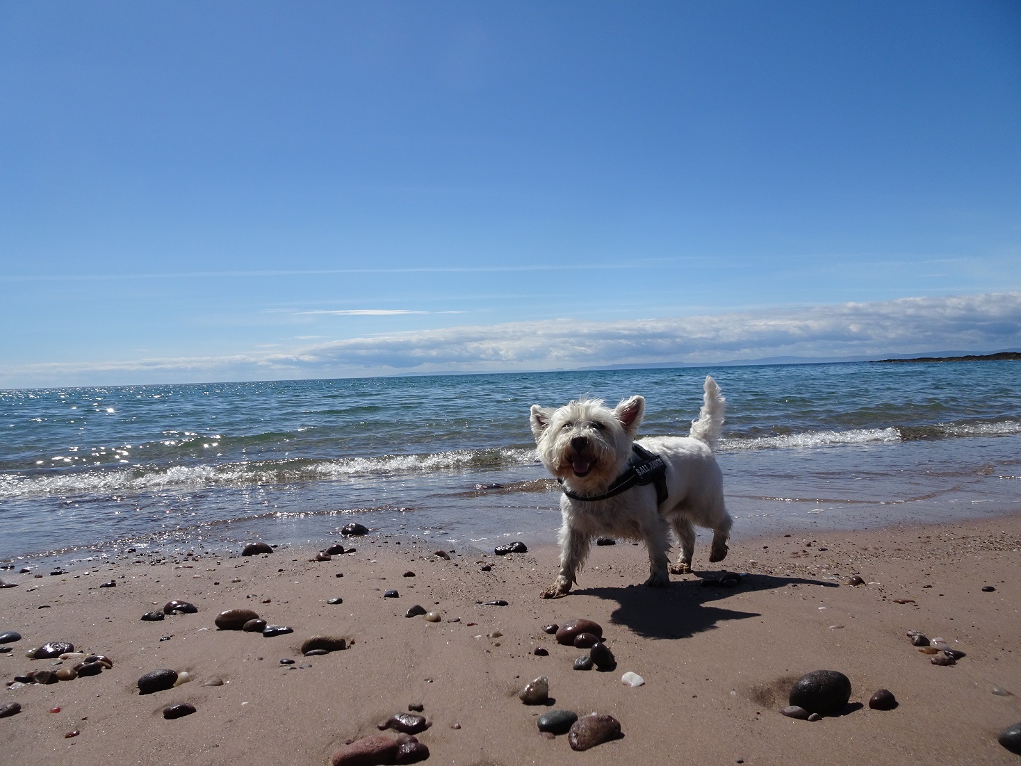 poppy the westie on southend beach