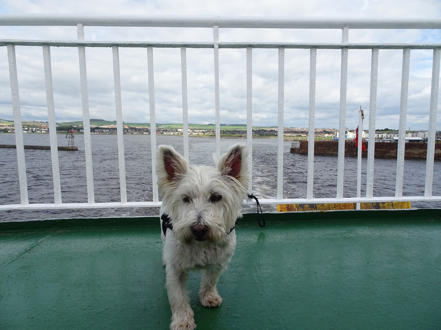 poppy the westie on the deck of the arran ferry