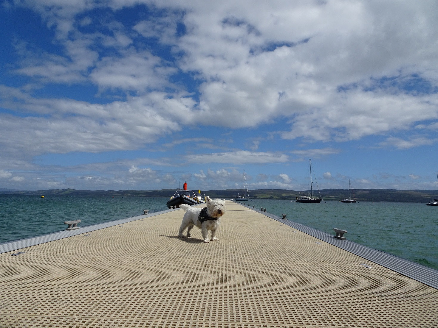 poppy the westie on the jetty at Ardminish Gigha