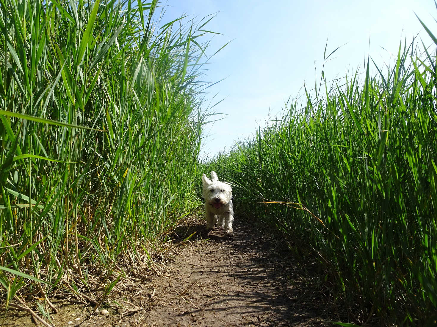 poppy the westie on the right path