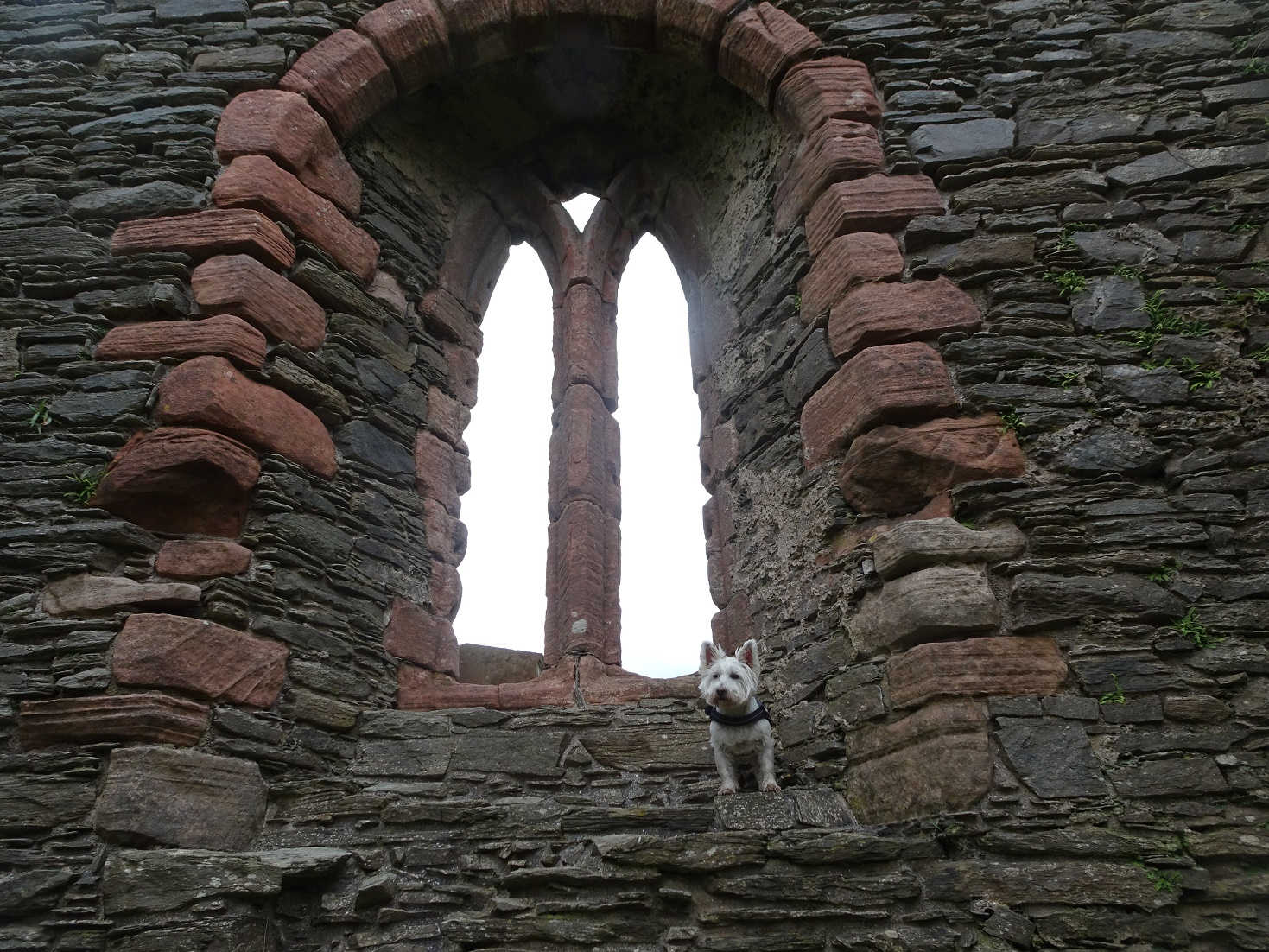 poppy the westie on window of chapel Skipness