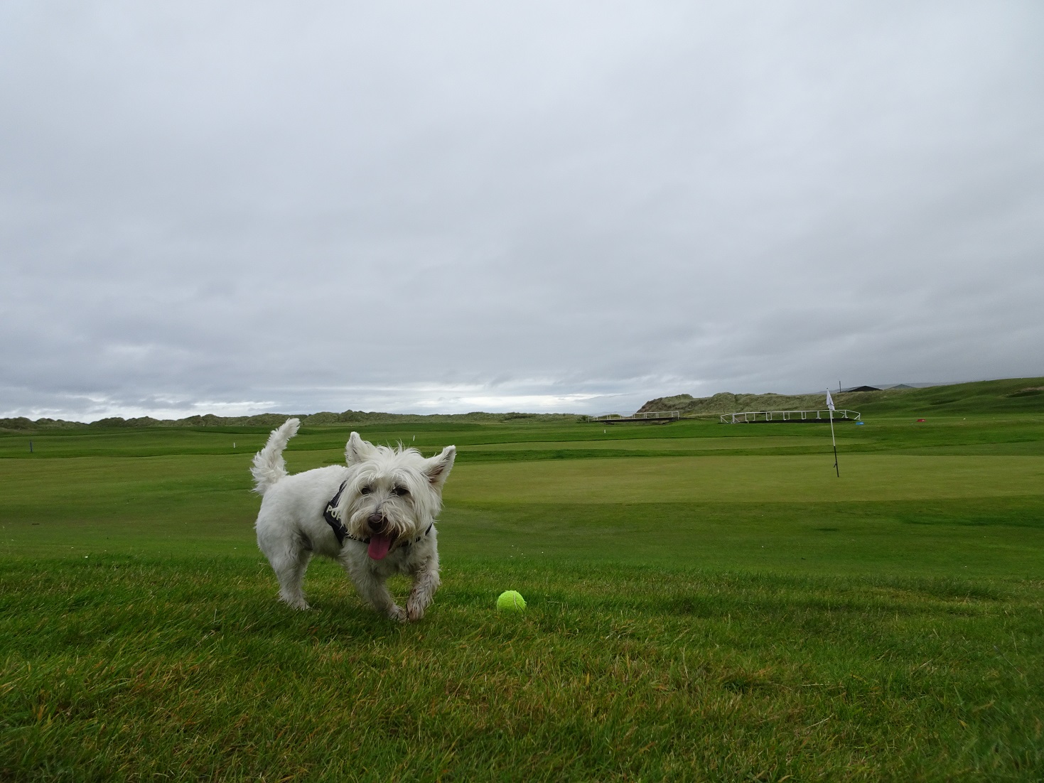 poppy the westie playing ball at Machrihanish golf club