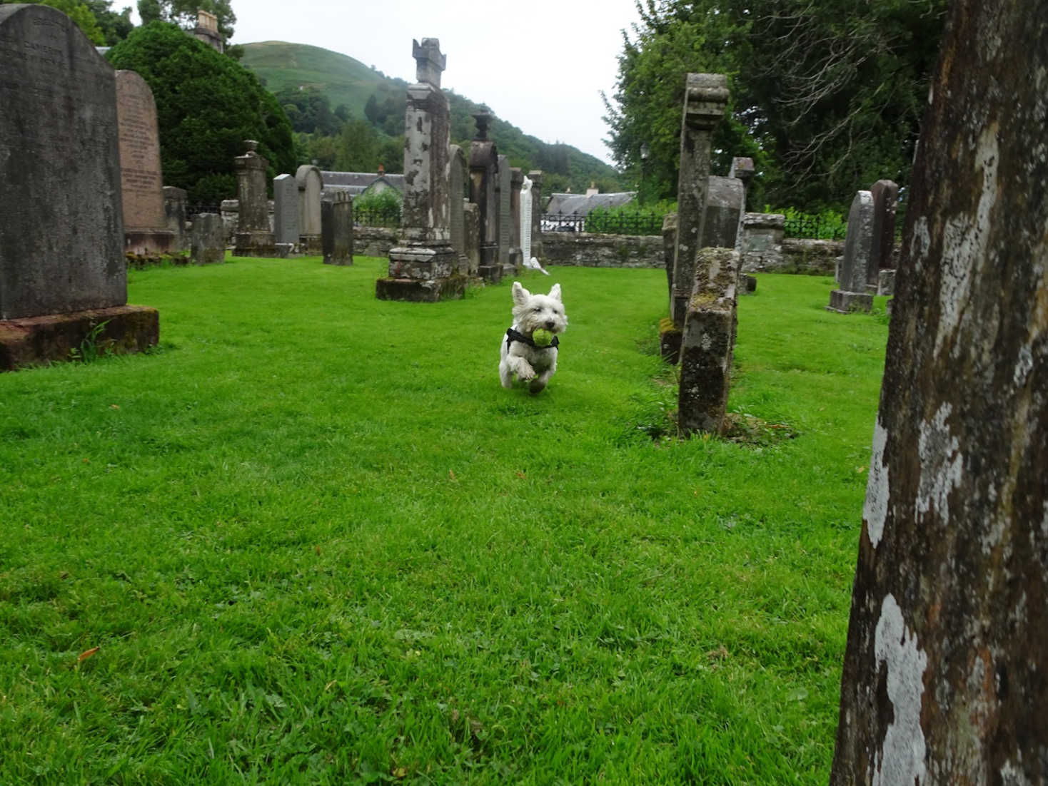 poppy the westie playing ball in St Kessogs church yard