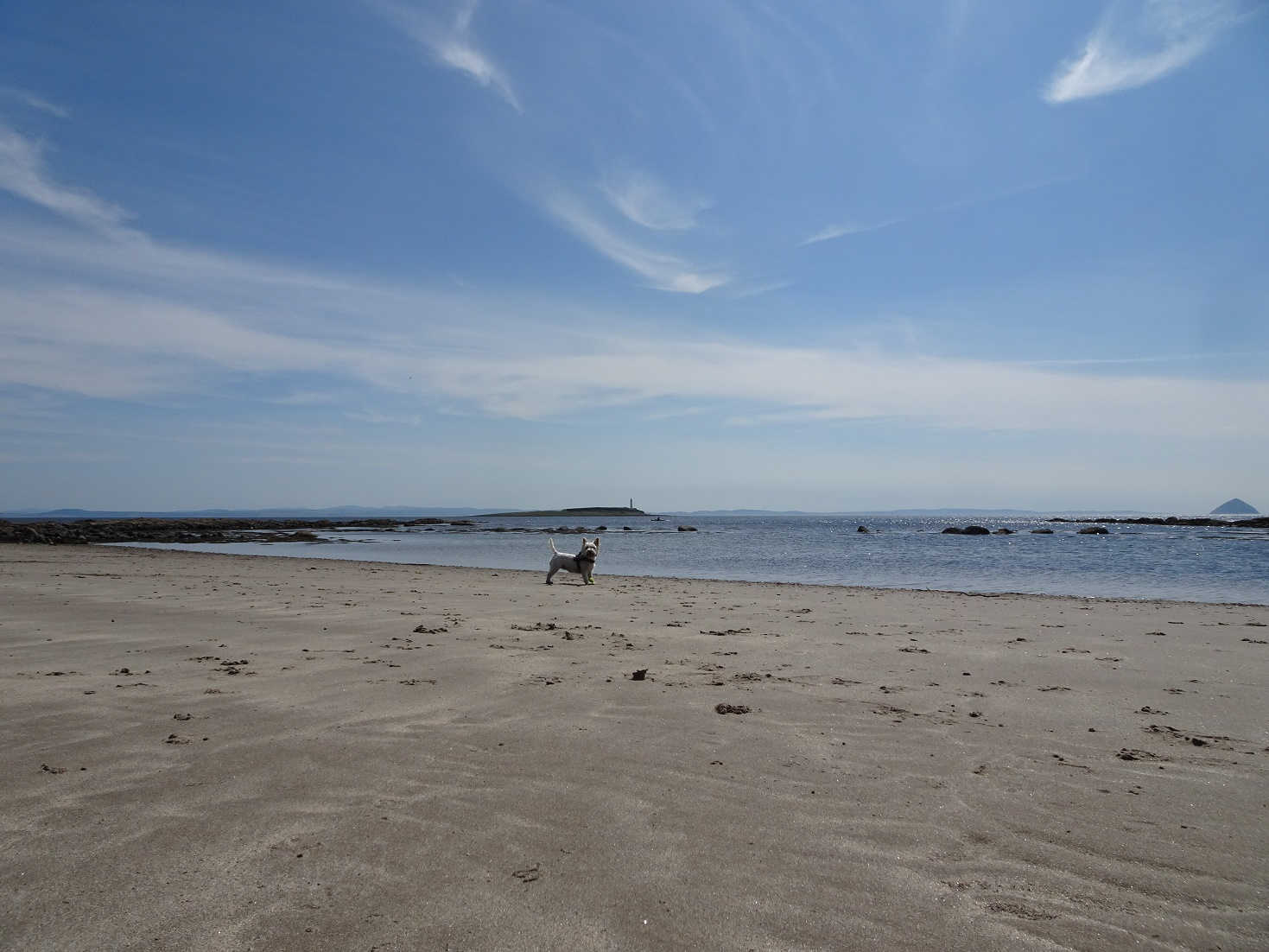 poppy the westie playing ball on arran beach