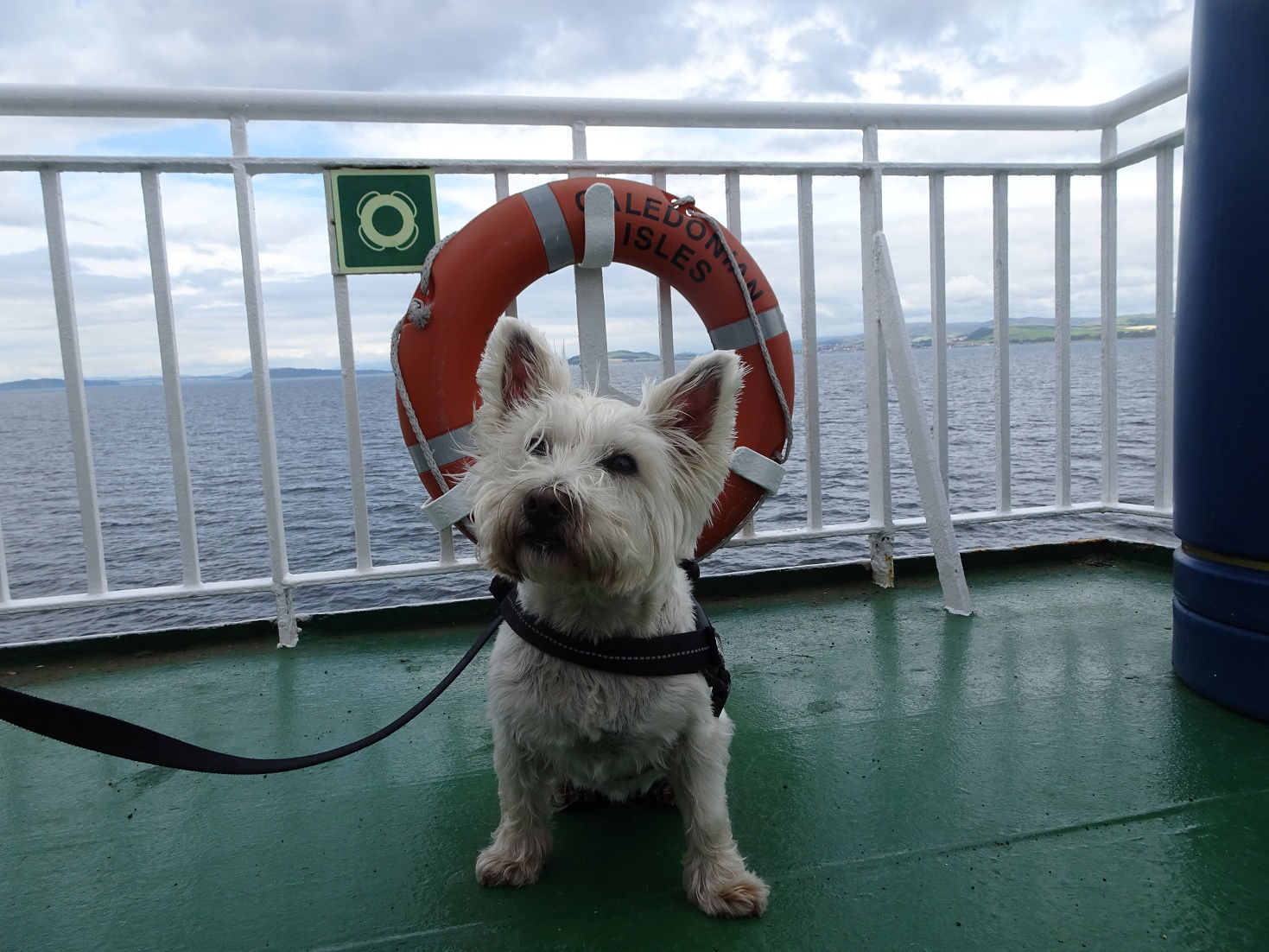 poppy the westie posing by a life bouy