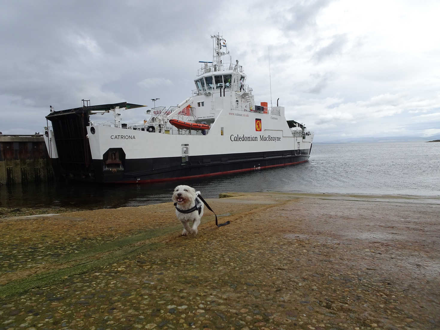 poppy the westie spots the ferry at lochranza