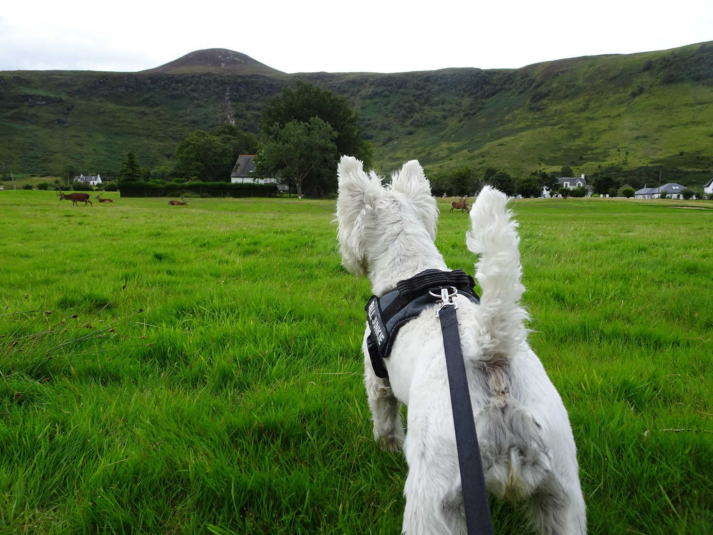 poppy the westie stalks deer at Lochranza