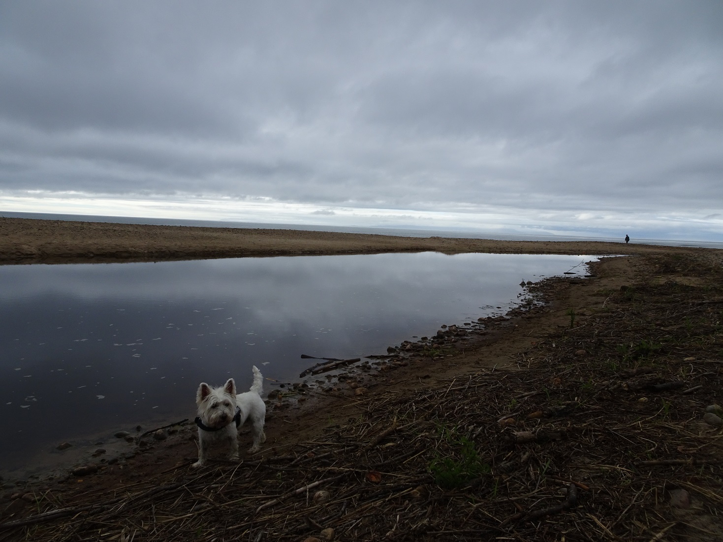 poppy the westie trying to cross Machrihanish Water