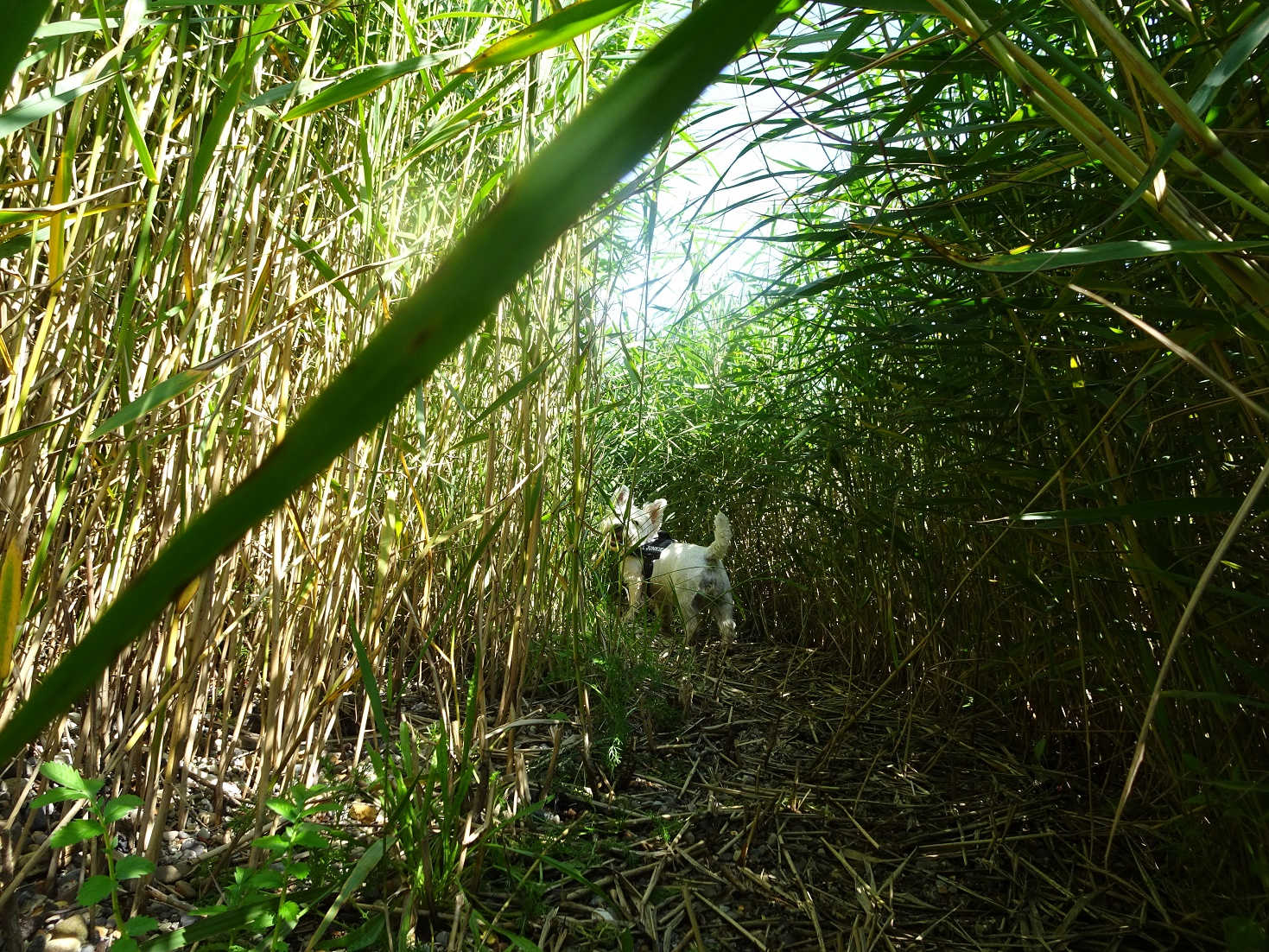 poppy the westie up the garden path