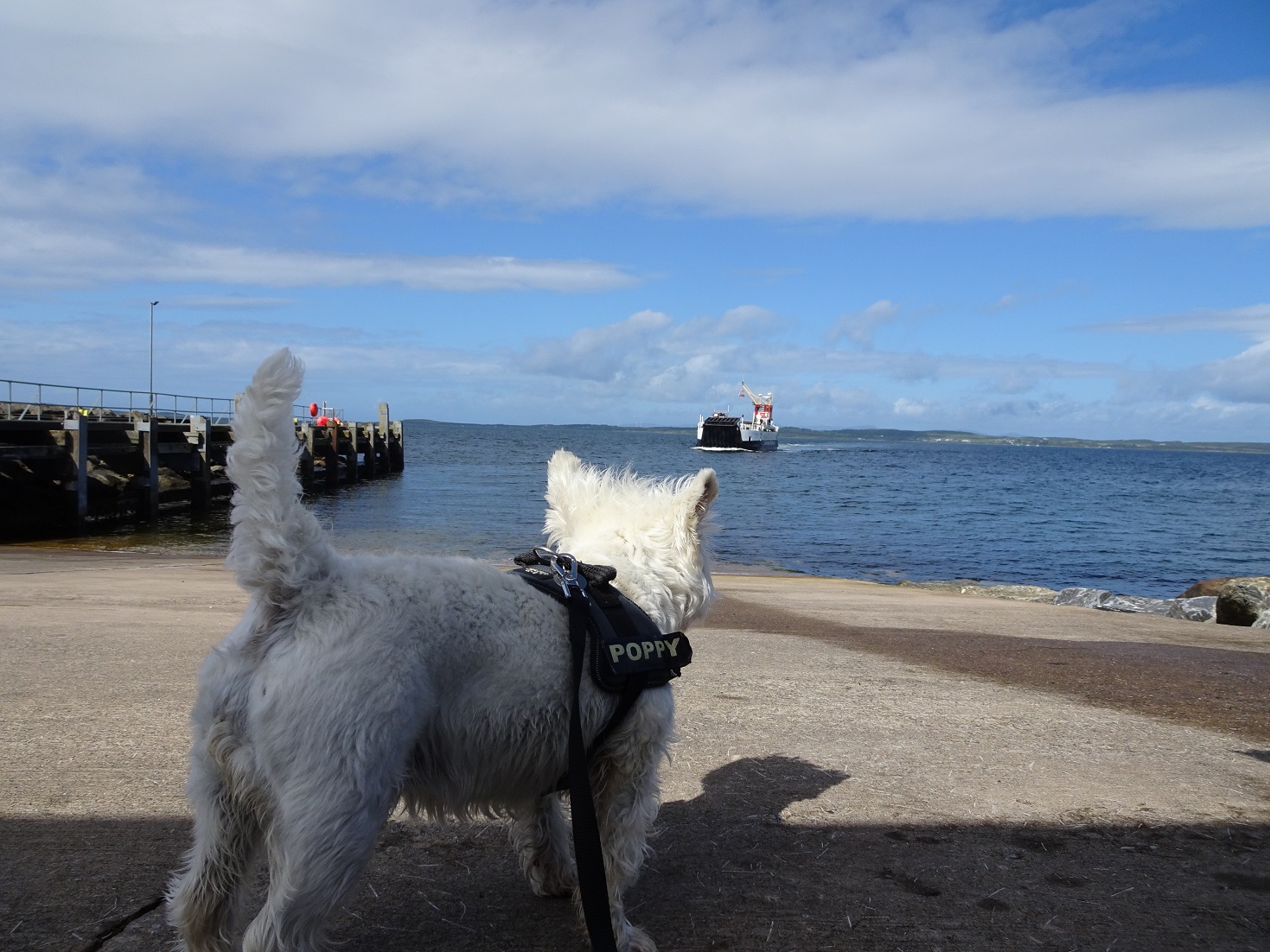 poppy the westie waiting for the Gigha ferry