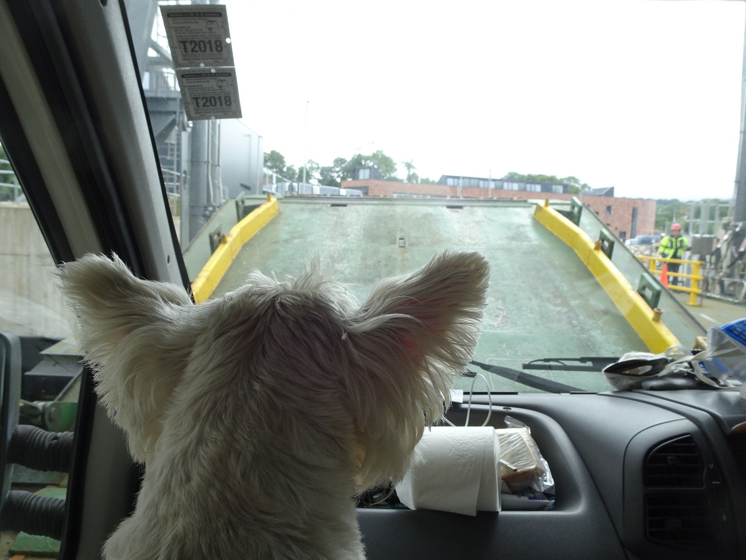 poppy the westie watching the ferry door open